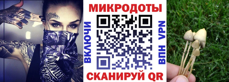 Галлюциногенные грибы Psilocybe Карасук